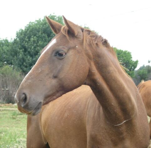 tikka05.jpg